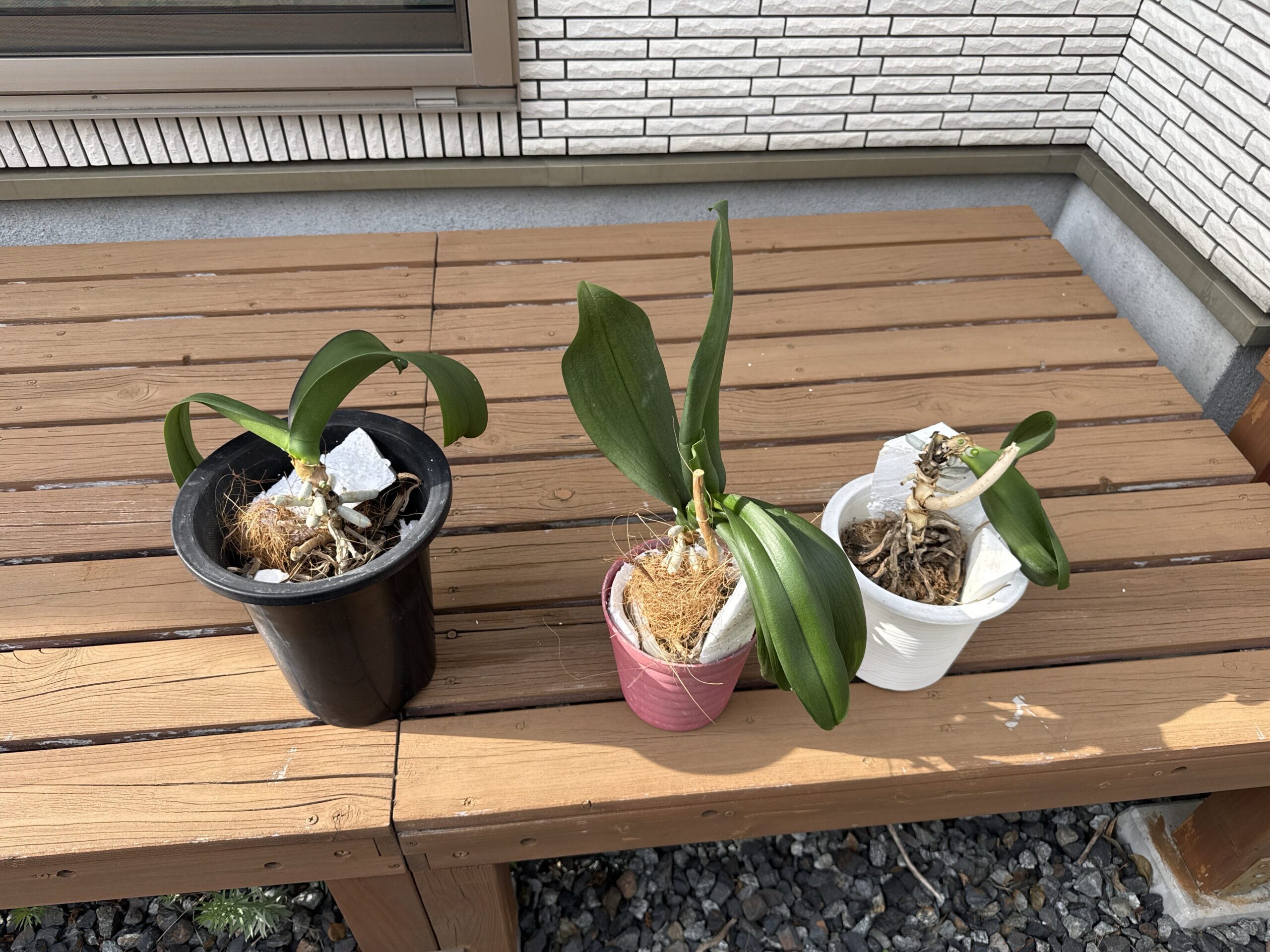 2年間水だけで育てた胡蝶蘭3鉢の現在の状態（弱った株の様子）