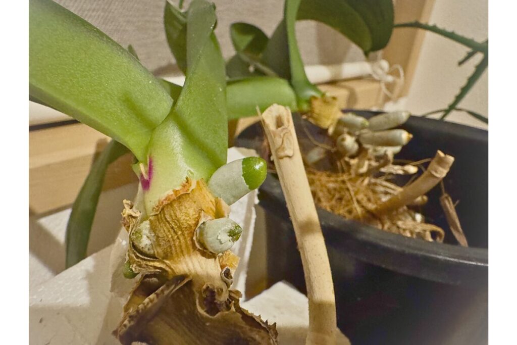 ダメージを受けた胡蝶蘭の株元と新しく出ている芽の様子