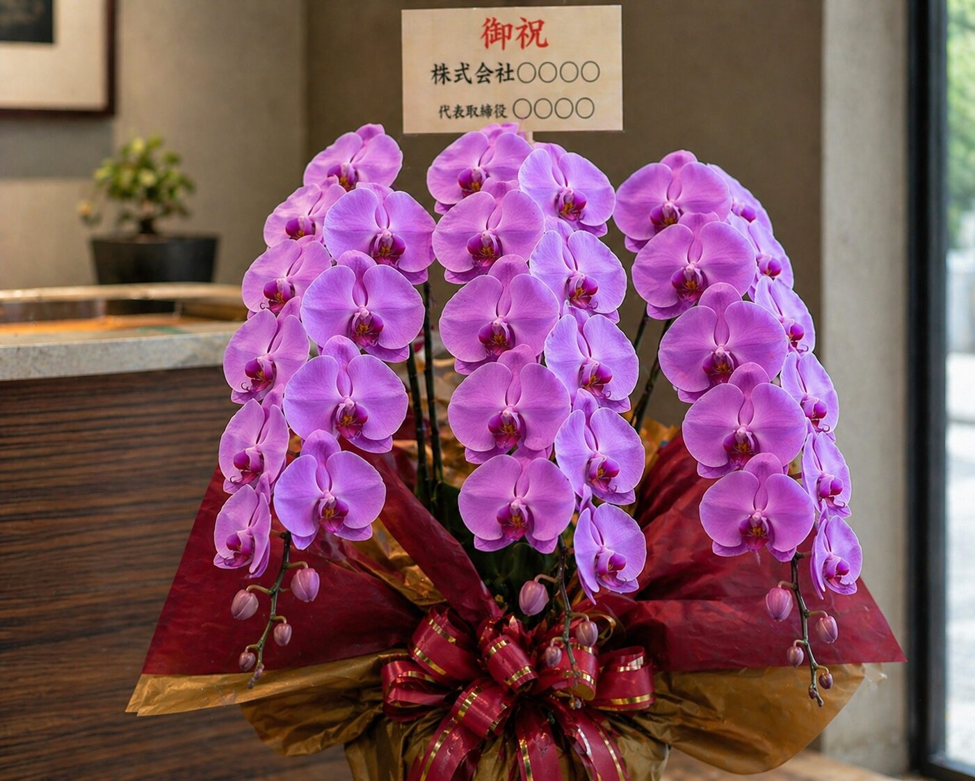 開店祝いなどで贈られる豪華な白い胡蝶蘭の鉢植えイメージ画像