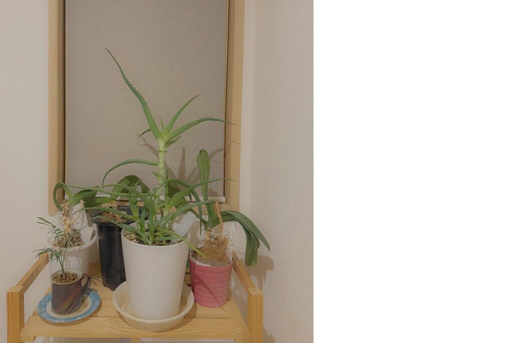 窓際に集めた胡蝶蘭と観葉植物の再生ラボの様子（植え替え前の状態）