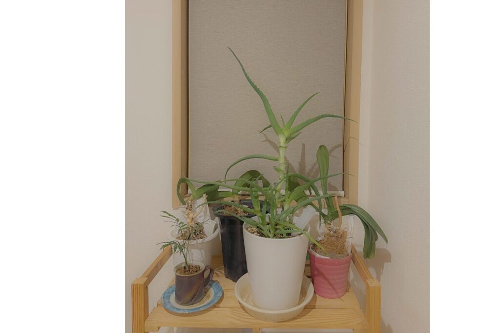 我が家の再生中の植物たち（キダチアロエ、テーブルヤシ、そして胡蝶蘭）