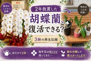2年放置した胡蝶蘭のビフォーアフターと再生チャレンジのイメージ
