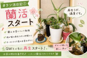 胡蝶蘭の再生チャレンジを始めた様子と我が家の植物再生ラボの様子（蘭活スタート）