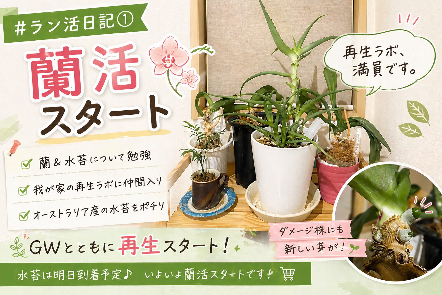 胡蝶蘭の再生チャレンジを始めた様子と我が家の植物再生ラボの様子（蘭活スタート）