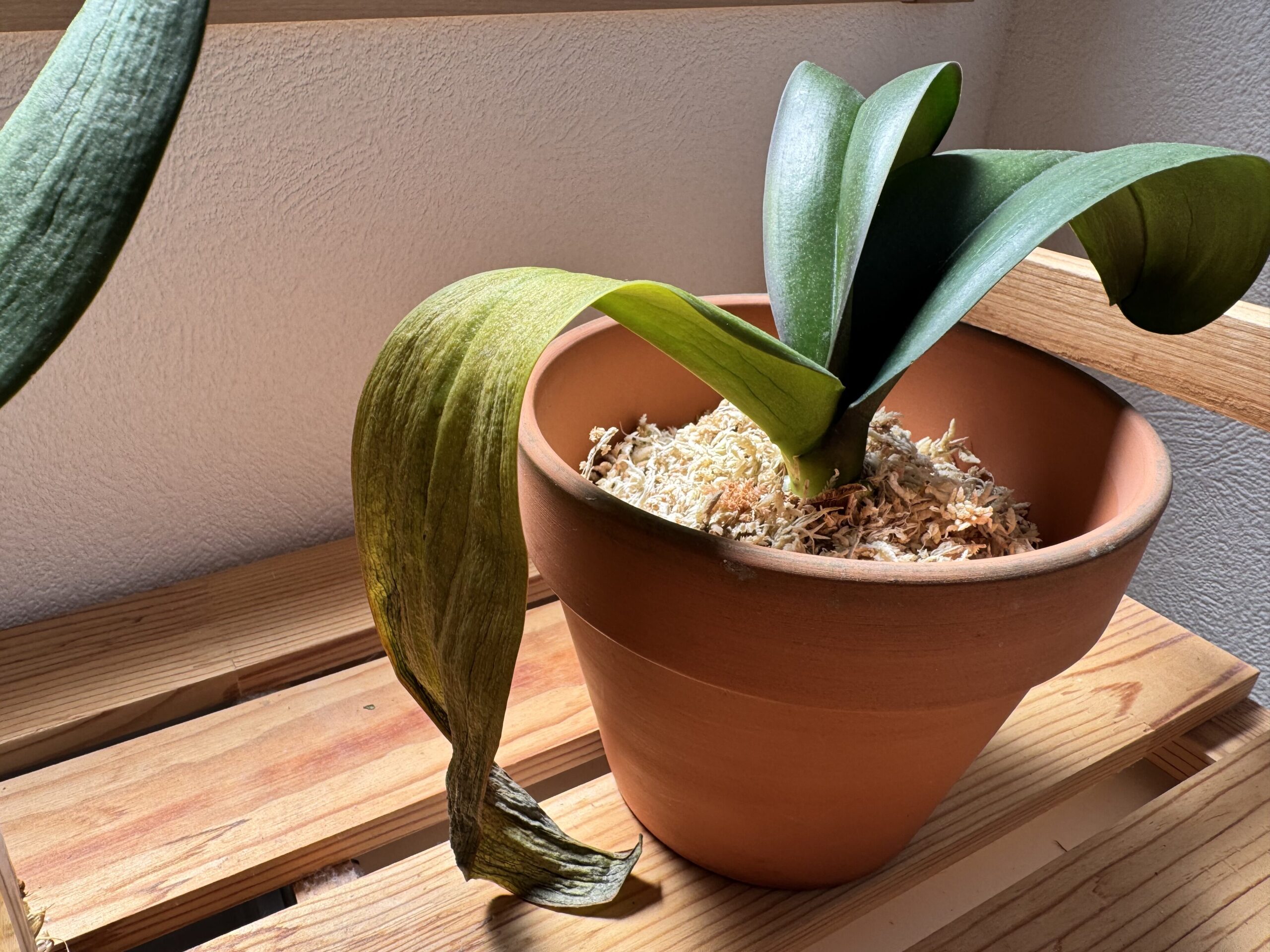 テラコッタ鉢で育てている胡蝶蘭。植え替え後、下葉が黄色くしおれてきた様子。上の葉はまだ緑色を保っている。