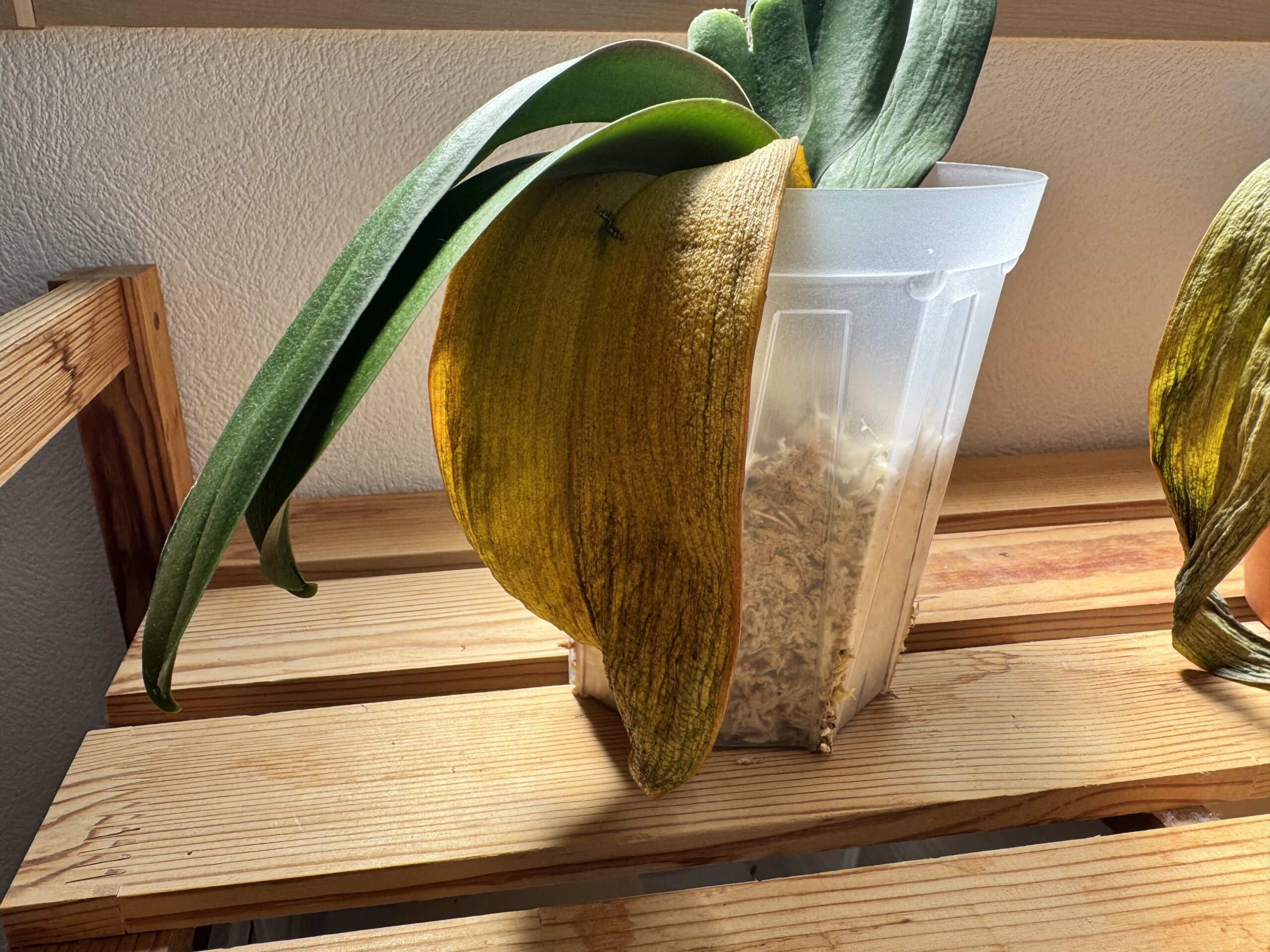 透明鉢に植え替えた胡蝶蘭。水苔の乾燥具合が外から確認でき、下葉の変化も観察しやすい状態。
