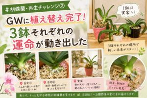 GWに植え替えを完了した胡蝶蘭3鉢の様子と新芽・新根の成長記録