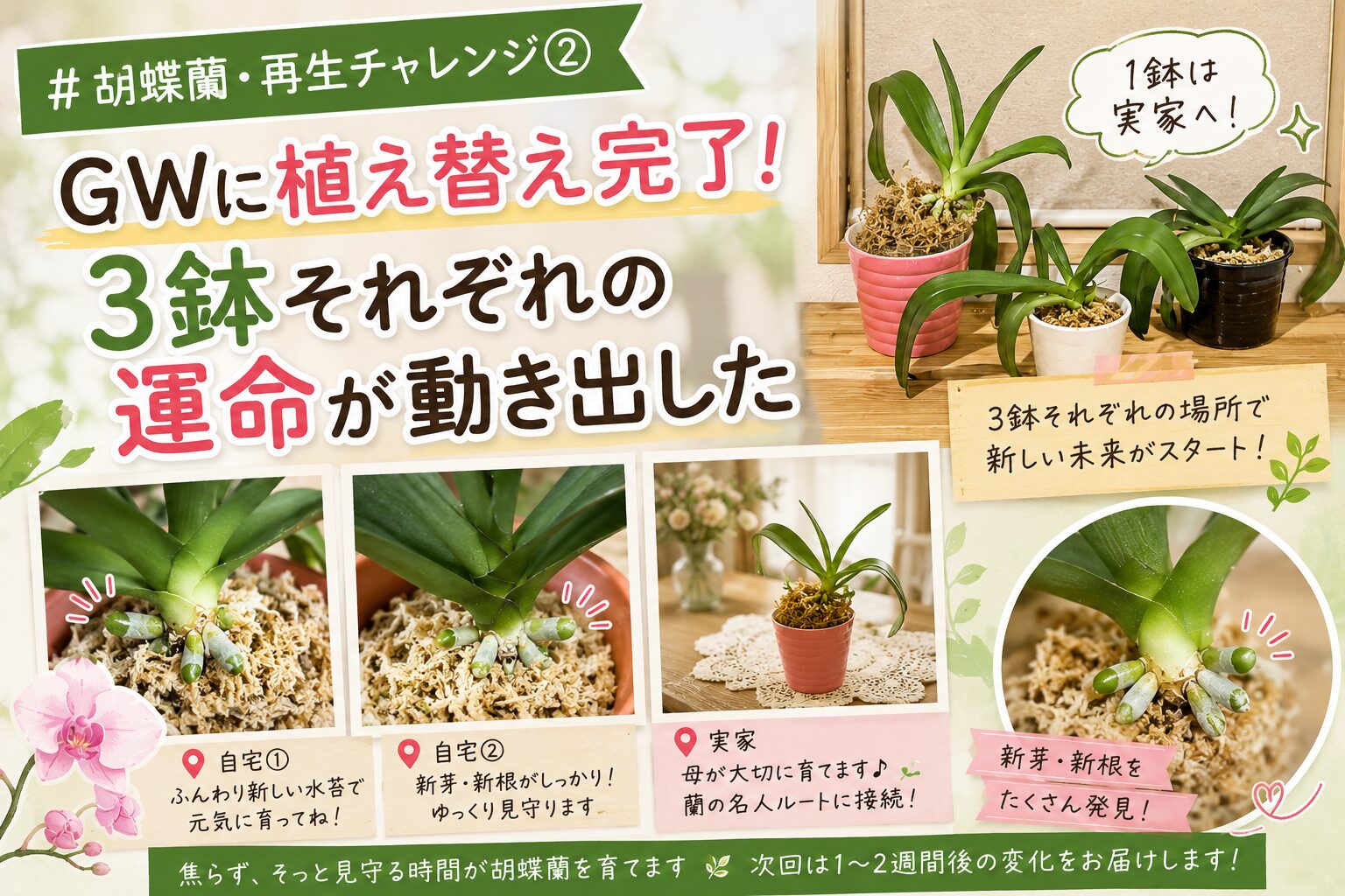 GWに植え替えを完了した胡蝶蘭3鉢の様子と新芽・新根の成長記録