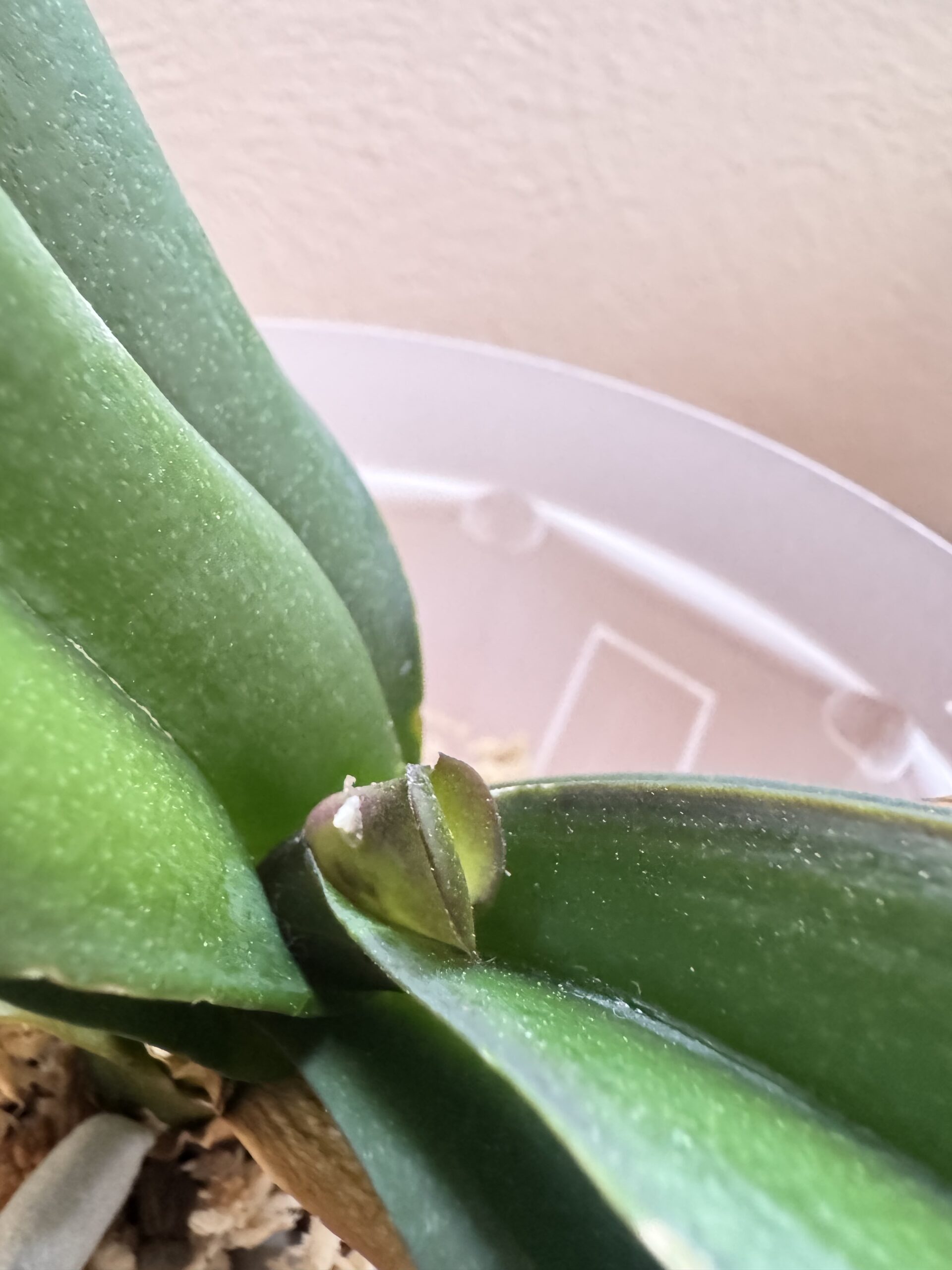 胡蝶蘭の中心部から出てきた小さな葉芽のクローズアップ。植え替え後も新しい成長が確認できる。