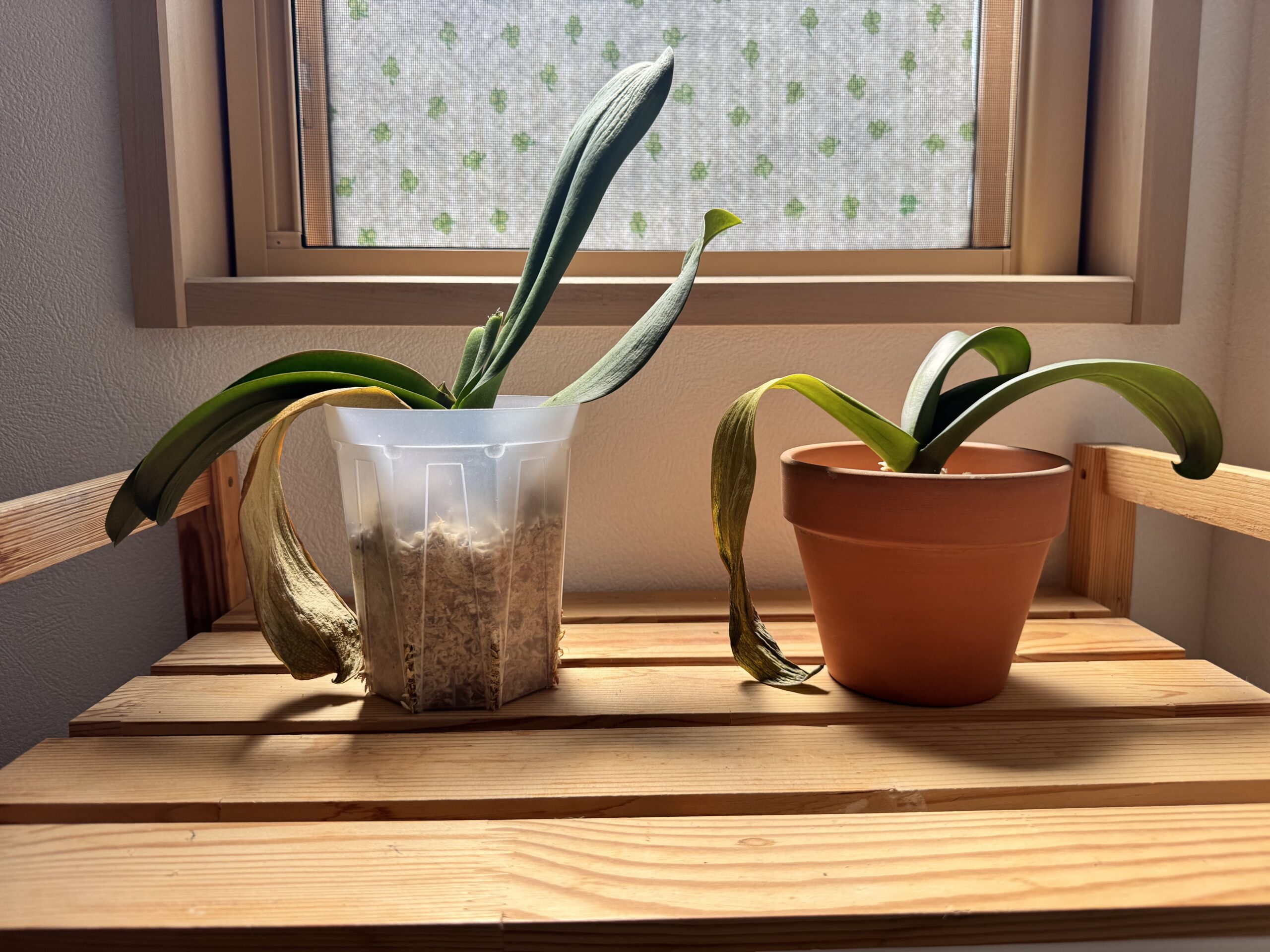 植え替え後2週間が経過した胡蝶蘭。下葉は黄色く変色しているが、全体としては新しい環境に順応している様子。