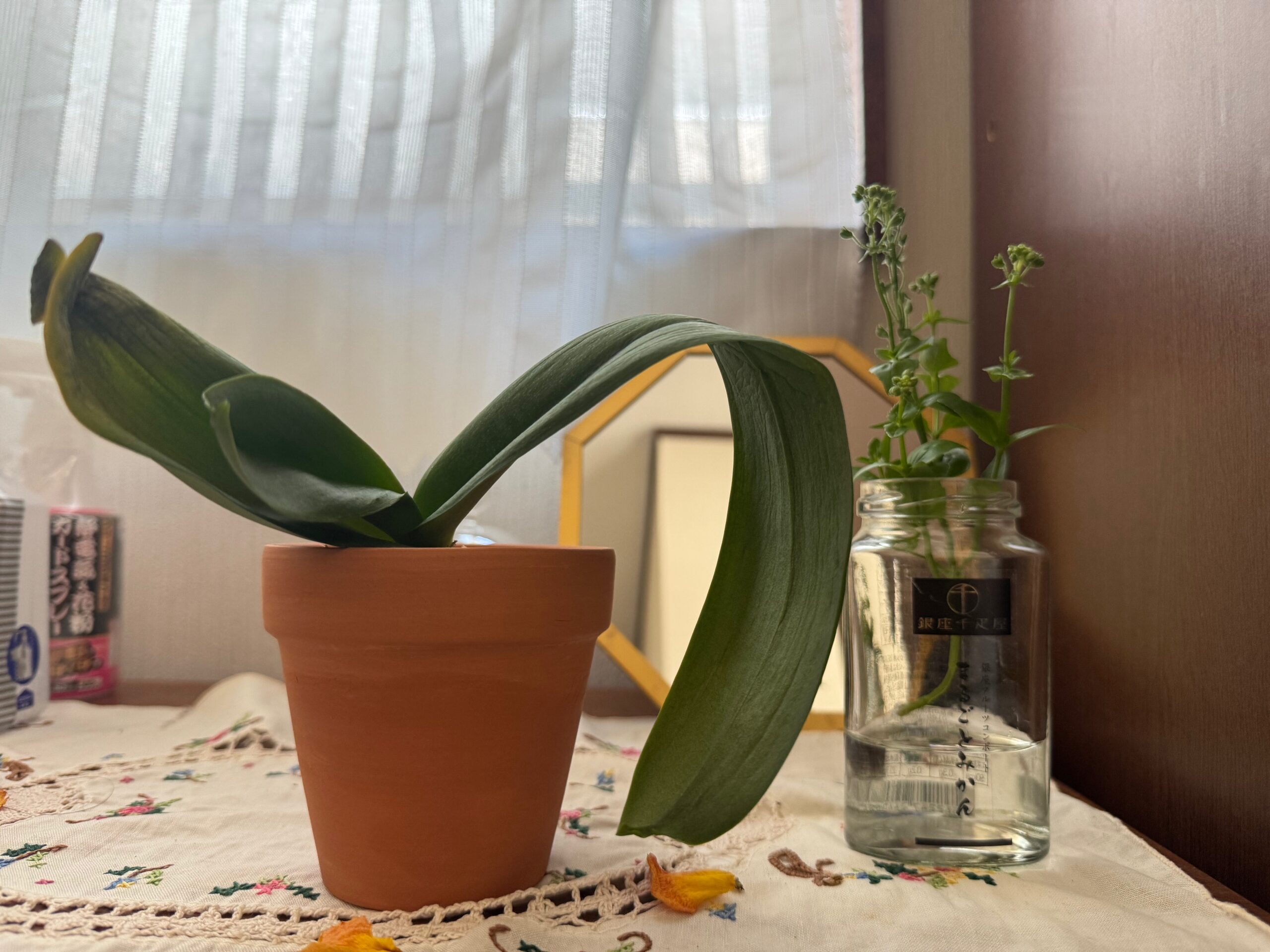 実家のテーブルに置かれた植え替え後の胡蝶蘭