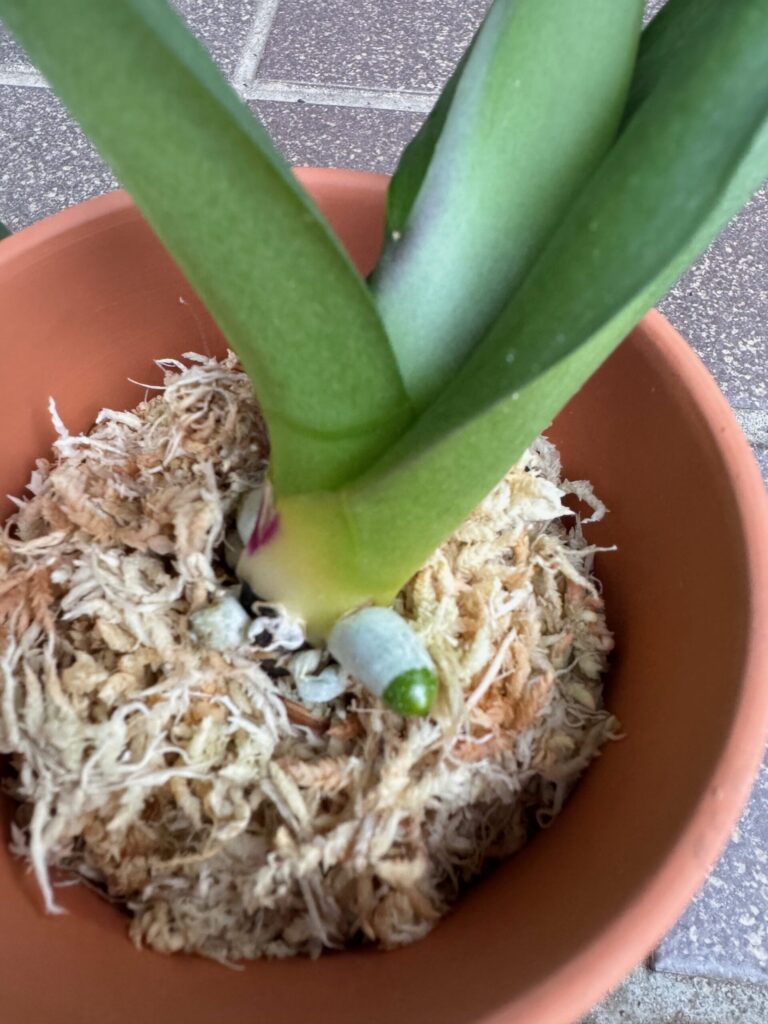 胡蝶蘭の葉の根元から出てきた小さな新芽のクローズアップ