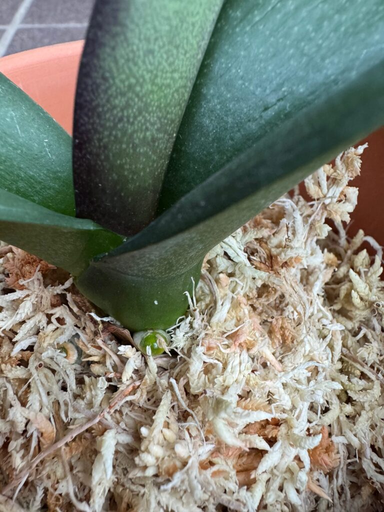 胡蝶蘭の株元から出てきた新しい根と芽のアップ