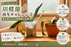 植え替えから2週間後の胡蝶蘭2鉢を記録したアイキャッチ画像。下葉が黄色く枯れ始める一方で、新しい葉芽も確認できる様子や、水やり・鉢の違いなど初心者目線の観察ポイントをまとめている。