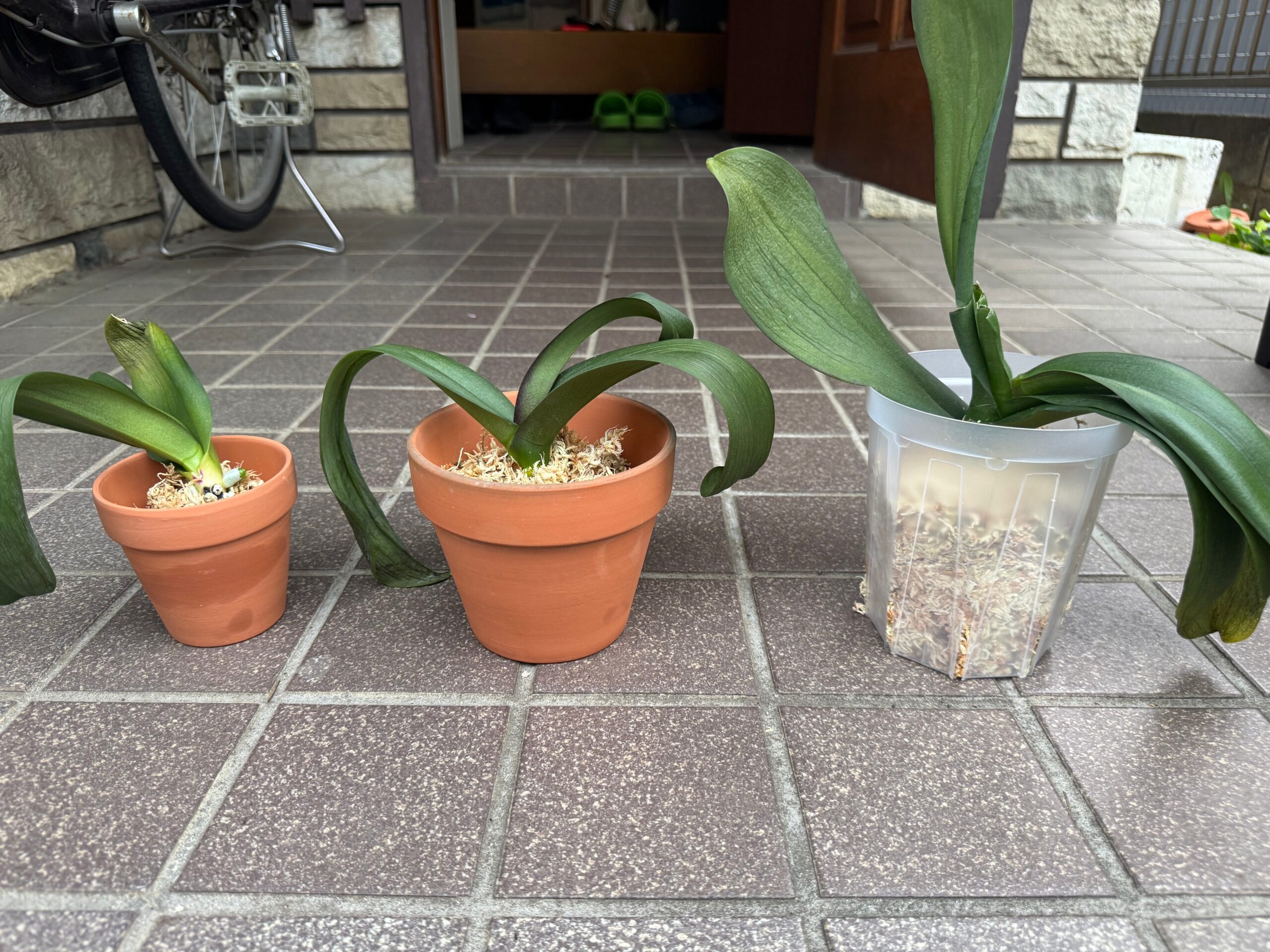 植え替え完了した胡蝶蘭3鉢が並んだ様子