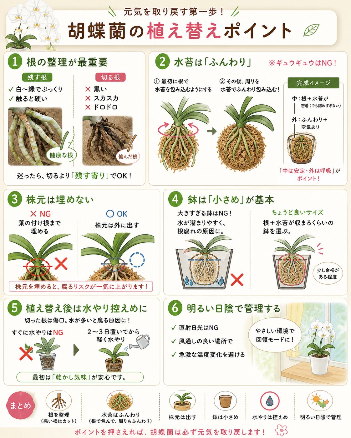 胡蝶蘭の植え替えポイント6つをまとめたインフォグラフィック