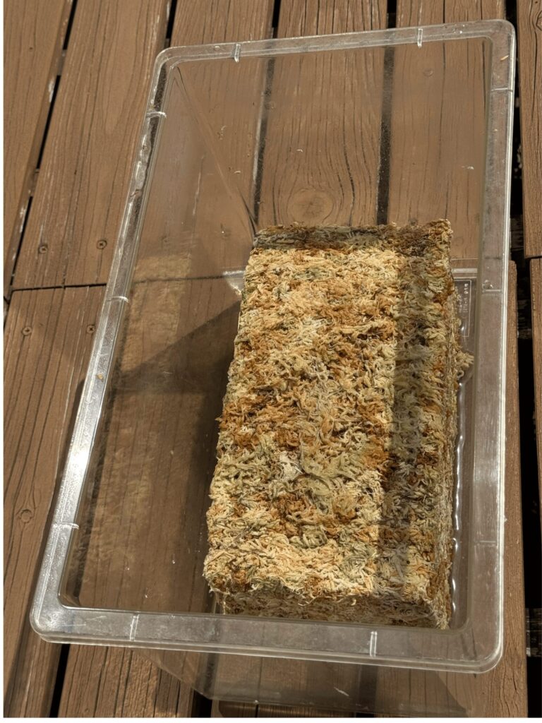 タッパーに入れた直後の乾燥した水苔の状態