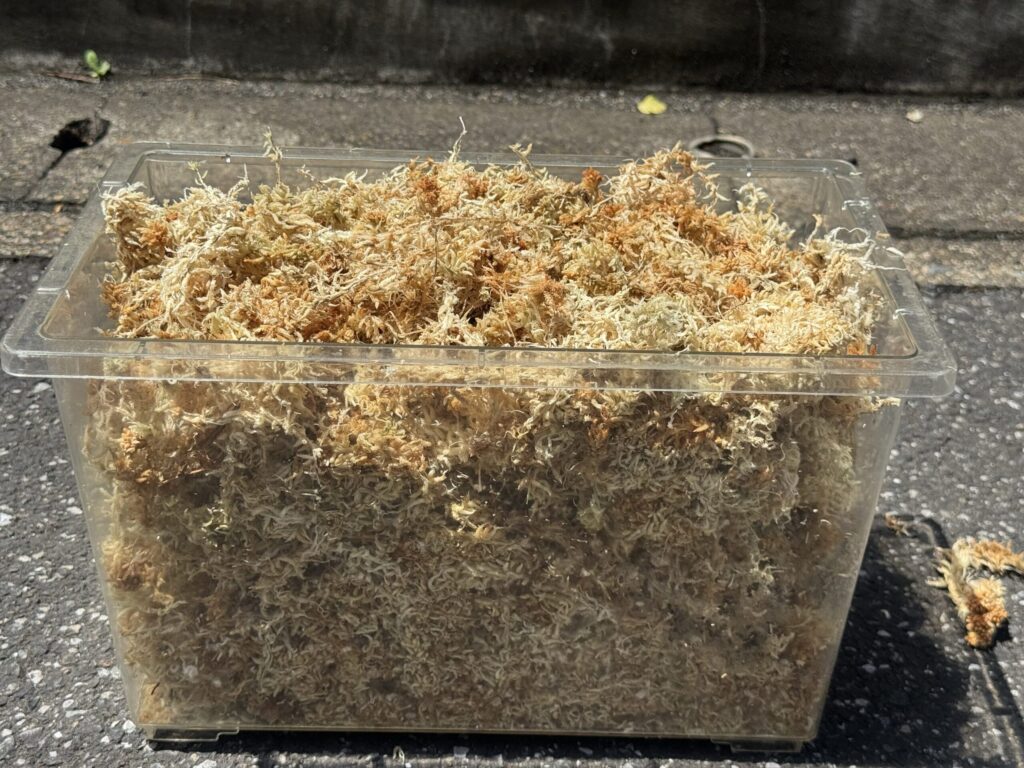水を吸って3倍近くに膨らんだ水苔の様子