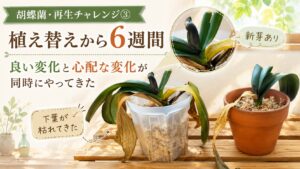 植え替えから6週間後の胡蝶蘭2鉢の様子。下葉が黄色く枯れて心配な変化が見られる一方で、新芽も伸びている経過観察中のアイキャッチ画像。