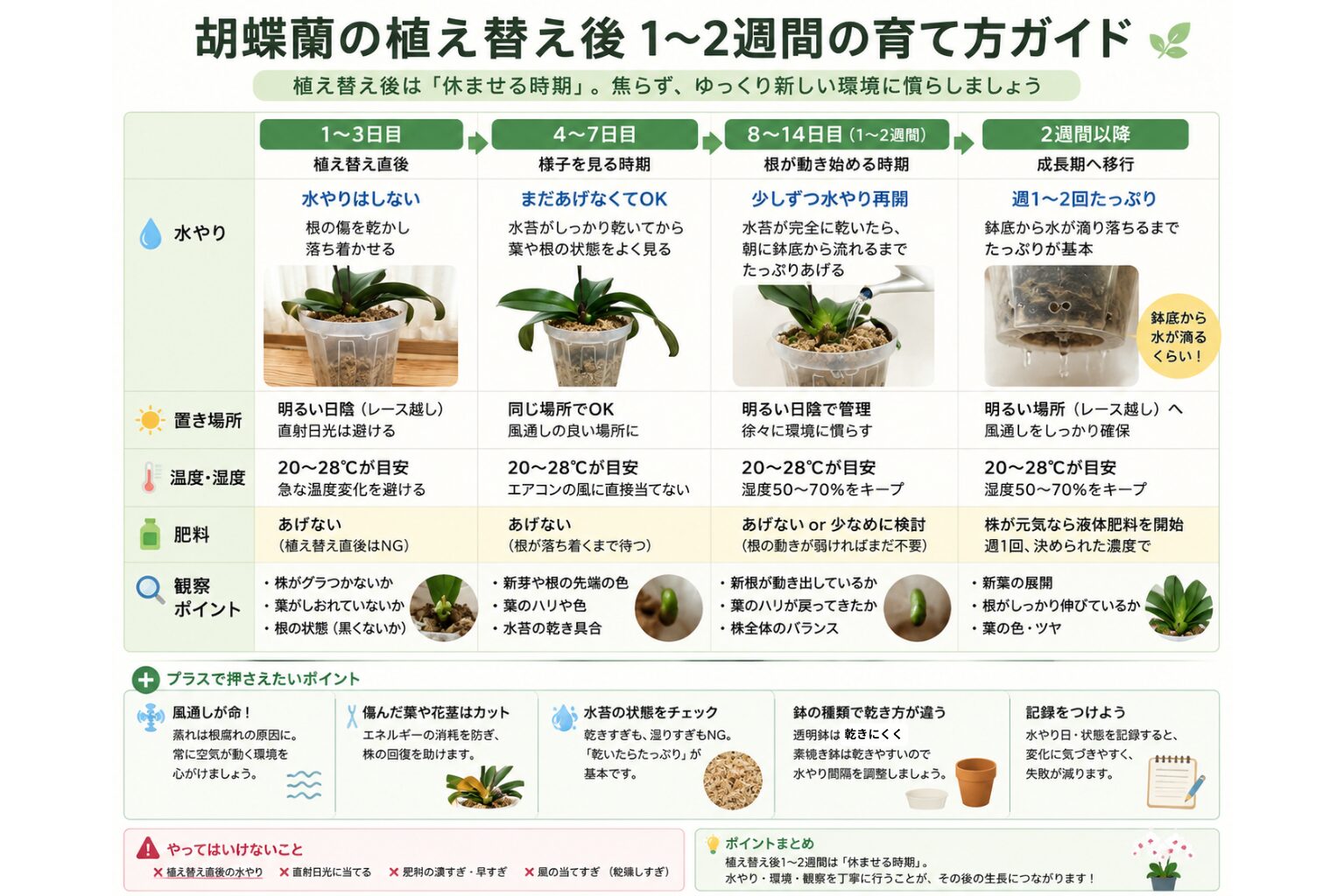 胡蝶蘭の植え替え後1〜2週間の育て方を、水やり・置き場所・温度・肥料・観察ポイント別に時系列でまとめた図解。透明鉢と素焼き鉢の乾き方の違いや注意点も紹介している。