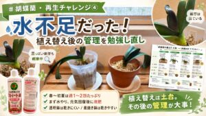 植え替え後の胡蝶蘭2鉢と洋ラン用ハイポネックスを並べ、水不足の原因と育て方の見直しをテーマにしたアイキャッチ画像