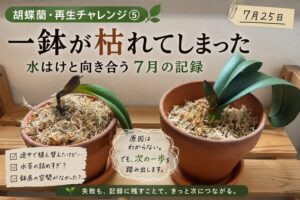 胡蝶蘭・再生チャレンジ⑤のアイキャッチ。枯れてしまった株と残る一鉢、水はけと向き合う7月の記録