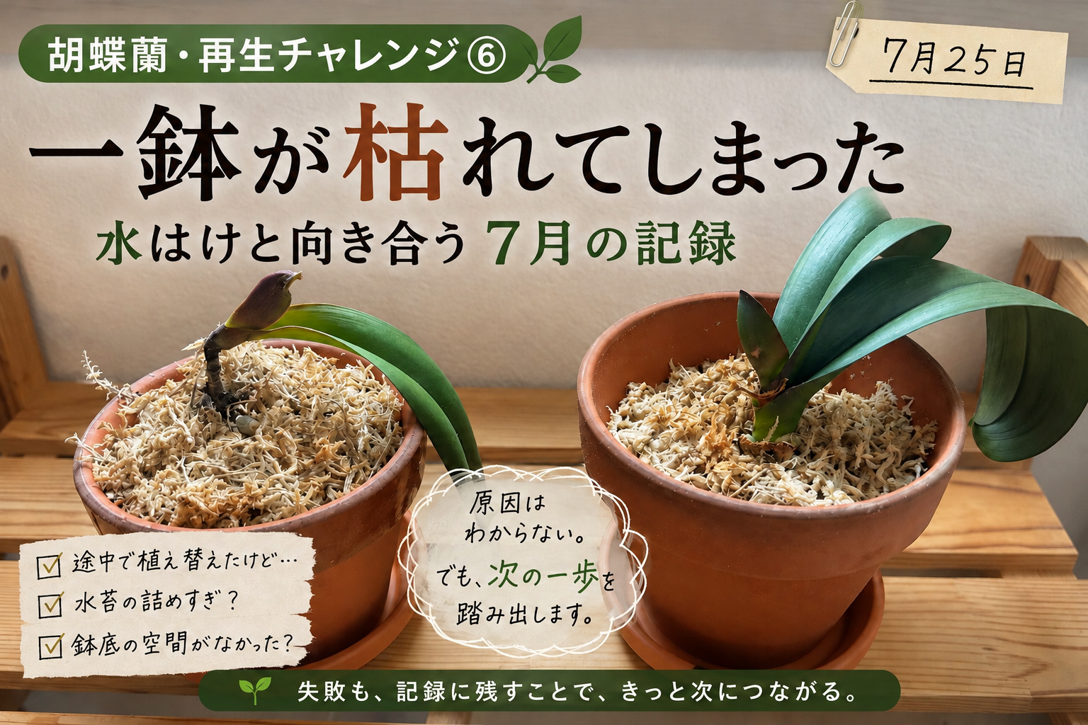 一鉢が枯れてしまった胡蝶蘭2鉢の7月の様子。水苔の詰めすぎや鉢底の空間など、水はけの問題を振り返った記録。