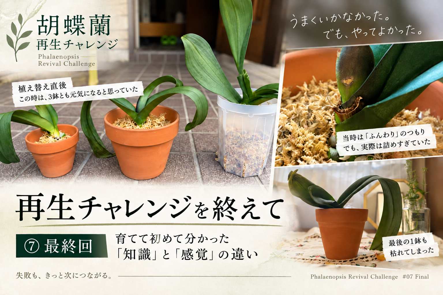胡蝶蘭・再生チャレンジ最終回のアイキャッチ。植え替え直後の3鉢、水苔を詰めた株元、最後に枯れてしまった株を並べ、育てて初めて分かった「知識」と「感覚」の違いを振り返っている。